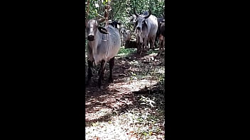 Cu gostozo gozada bloguerinha caipira sem deu a bocetinha pro cazeirro casado